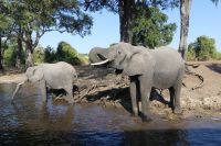 Bootstour auf dem Chobe