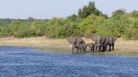 Bootstour auf dem Chobe