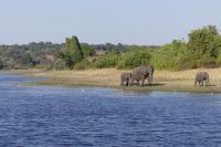 Bootstour auf dem Chobe