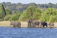 Elefanten durchqueren den Chobe