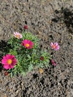 Gartentour - Privatgarten Familie Miles,Portulakröschen
