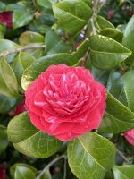 Gartentour - Privatgarten Familie Skinner,Kamelie