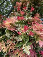 Gartentour - Privatgarten Familie Skinner, Japanische Lavendelheide