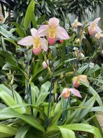 Eric Young Orchid Foundation