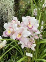 Eric Young Orchid Foundation