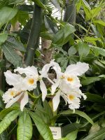 Eric Young Orchid Foundation