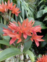 Eric Young Orchid Foundation