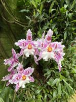 Eric Young Orchid Foundation