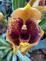 Eric Young Orchid Foundation