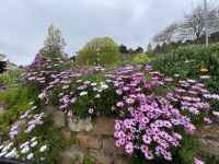 Gartenanlage an der Promenade St. Brelades Bay