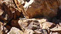 Rundreise Australien - Wallaby in Simpsons Gap