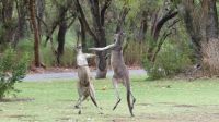 Rundreise Australien - Kängurus in Perth