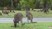 Rundreise Australien - Kängurus in Perth