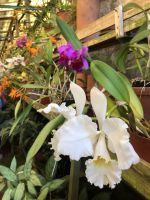 Schillernde Exotinnen