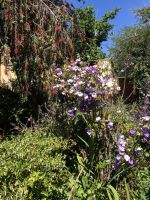 Gestern, Heut und Morgen - Brunfelsia