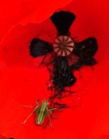 Kleiner Grashüpfer in einer Mohnblume, Gargano