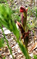 Wilde Orchideen blühen auf den Wiesen des Gargano, hier der Zungenstendel, Serapias Vomeracea