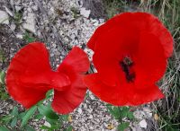 Im Mai blüht in Apulien alles üppig, hier Mohnblumen