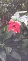 Orchideen Hoeve