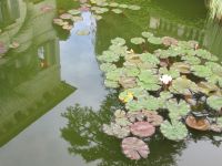 Isola Madre: Spiegelung im Seerosenteich