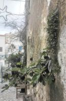 Eine kleine Feige wächst mitten aus der Hauswand