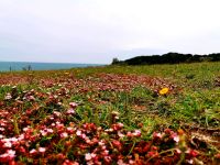 Wanderung auf den blühenden Wiesen im nördlichen Gargano