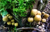 Stockschwämmchen im Foresta Umbra