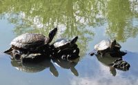 Schildkrötenparade am See im Foresta Umbra