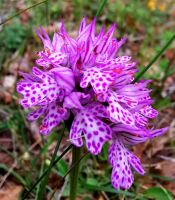 Wilde Orchideenart Neotinea tridentata