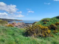 Arbroath Cliffs