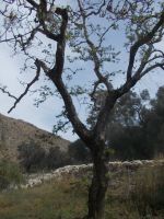 DSCN7241.JPG      Zeus Platane mit Schafherde