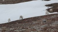 Rentiere am Strassenrand zum Nordkap