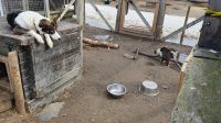 bei den Huskys in Kirkenes