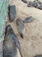 Spaziergang durch Puerto Baquerizo Moreno auf San Christobal - Seelöwenkolonie