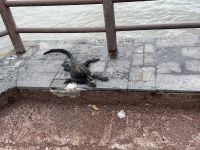 Spaziergang durch Puerto Baquerizo Moreno auf San Christobal