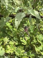 Spaziergang durch den Nationalpark von San Christobal