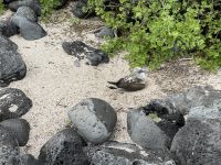 Wanderung auf der Isla Lobos - Blaufußtölpel
