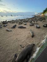 zurück in der Inselhauptstadt Puerto Baquerizo Moreno