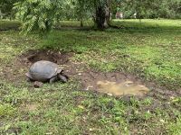 Rundgang auf der Chato Ranch - wir sehen die Riesen-Schildkröten 