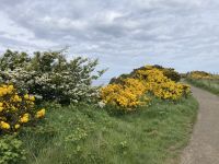 4. Reisetag – Ausflug nach Nordirland – Am Giant’s Causeway