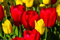 Tulpenblüte in Holland - Keukenhof