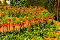 Kaiserkronen im Keukenhof