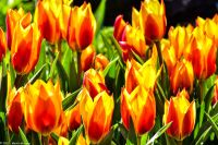 Tulpenblüte in Holland - Keukenhof