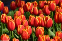 Tulpenblüte im Keukenhof