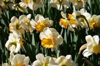 Narzissen