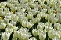 Tulpenblüte im Keukenhof