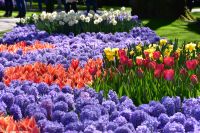 Tulpenblüte im Keukenhof