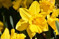 Narzissen - Osterglocken