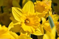 Narzissen