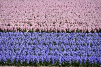 Keukenhof - Hyazinthenfelder